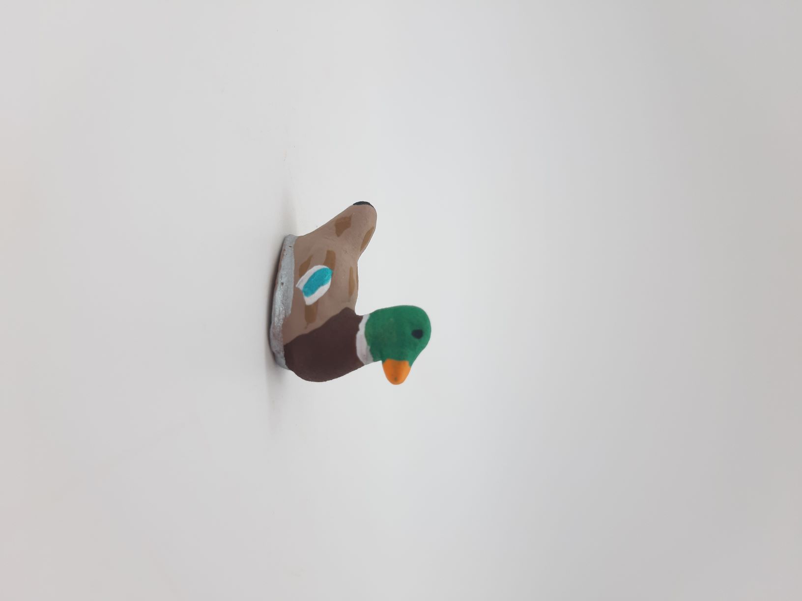 Canard - Colvert